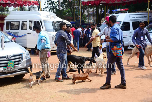 Dogs show 1